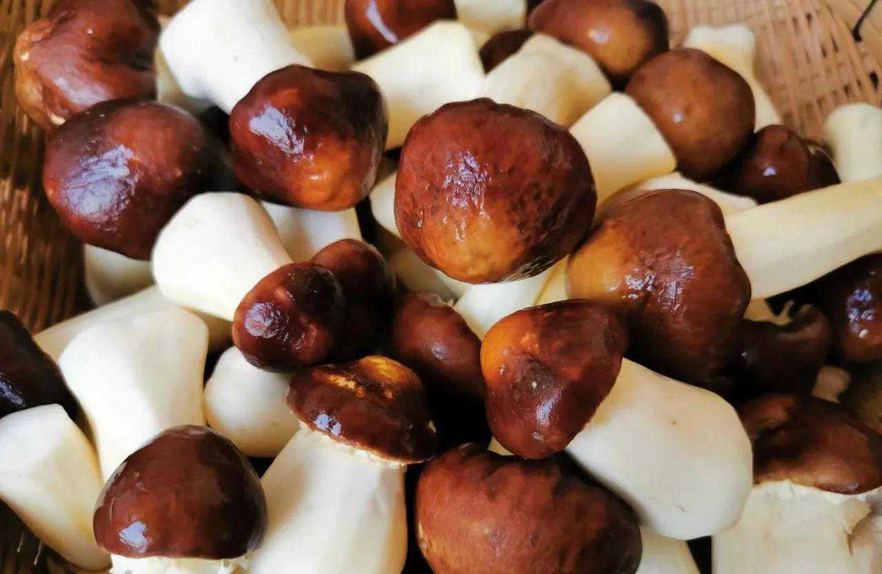 武陵山珍｜食用菌科普～球盖菌