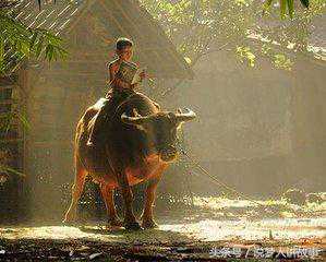 牧童三文钱买了一条富贵命，凌步青云，却是大灾