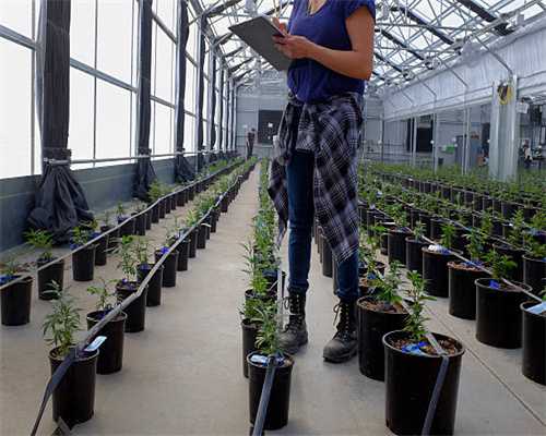 石油骚动金钱修改教程 石油骚动金钱怎么改